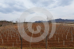 Vineyard in countryside