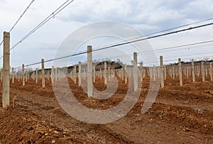 Vineyard in countryside
