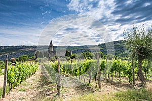 Vineyard and coutryside in Slovenia