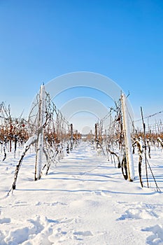 Vineyard covered with snow in winter