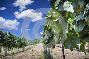 Vineyard in Crimea