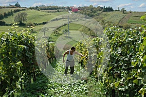 Vineyard in Croatia