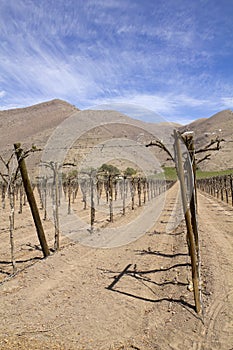 Vineyard cultivation