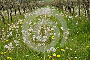 Vineyard with Dandelions