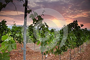 Vineyard with dark sky at sunset