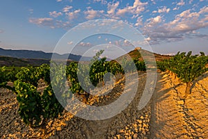 Vineyard with Davaillo castle as background, La Rioja, Spain