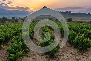 Vineyard with Davalillo castle as background, La Rioja, Spain