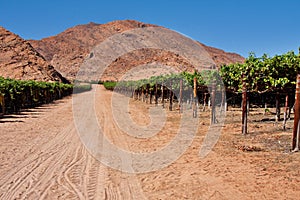 Vineyard in desert