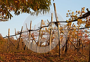 Vineyard - Detail