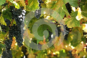 Vineyard in detail