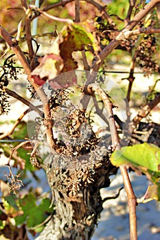 Vineyard devastated by a fungal plague photo
