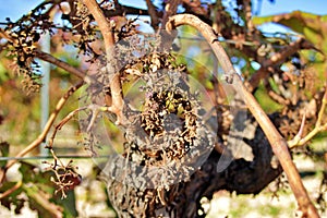 Vineyard devastated by a fungal plague photo