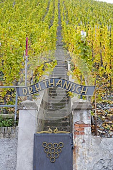 vineyard Doctor, Bernkastel, Rheinland Pfalz, Germany