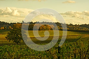 Vineyard at Dorking, Surrey, England