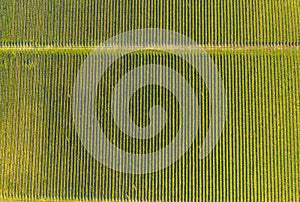 Vineyard drone shot, aerial view from above