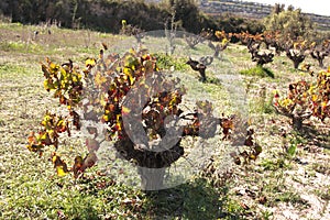 A vineyard with dry branches