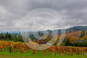 Vineyard in Dundee Oregon in Fall Season USA America