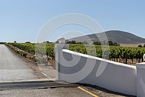 Vineyard and the Durbanville Hills in the Western Cape, South Africa