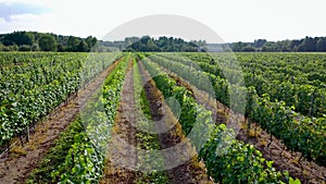 Vineyard in Dworzno village, Poland