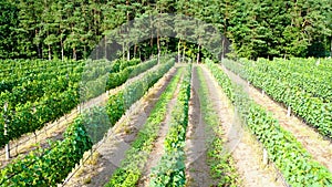 Vineyard in Dworzno village, Poland