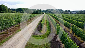 Vineyard in Dworzno village, Poland