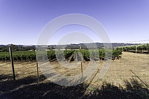 Vineyard