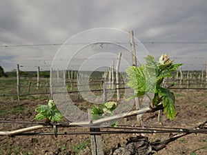 Vineyard early in the spring in the begining of the year.