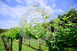 Vineyard in early spring with blie sky and clouds in background photo