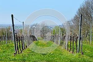 Vineyard in early spring with still bare plants on green grass