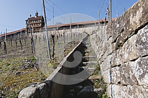 Vineyard in early spring time