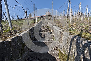 Vineyard in early spring time