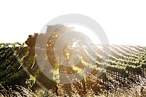 Vineyard in Edna Valley