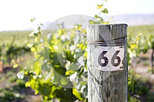 Vineyard in Edna Valley
