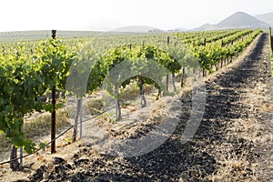 Vineyard in Edna Valley