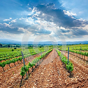 Vineyard in El Bierzo of Leon by Saint James Way