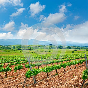 Vineyard in El Bierzo of Leon by Saint James Way