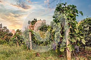 Vineyard in Emilia Romagna, Italy photo