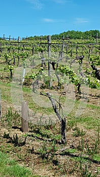 Vineyard in England. Vineyard in the Weald in Kent in England. Early summer vines. Rows of grapevines in an English vineyard.