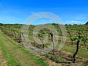 Vineyard in England. Vineyard in the Weald in Kent in England. Early summer vines. Rows of grapevines in an English vineyard. Kent