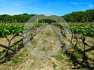 Vineyard in England. Vineyard in the Weald in Kent in England. Early summer vines. Rows of grapevines in an English vineyard. Kent