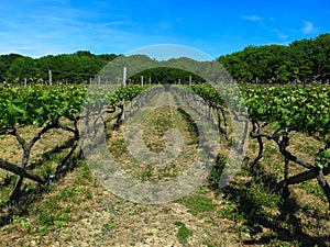 Vineyard in England. Vineyard in the Weald in Kent in England. Early summer vines. Rows of grapevines in an English vineyard. Kent