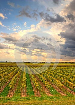 Vineyard in the evening