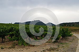 Vineyard in the evening on a background of mountains and the sun