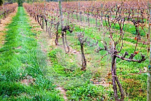 Vineyard in fall