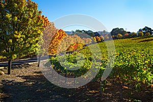 Vineyard in the fall photo