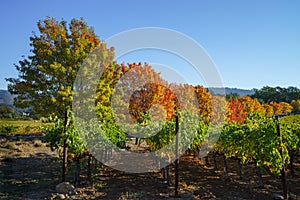 Vineyard in the fall photo