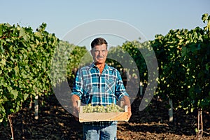 Vineyard farmer harvesting grapes in vineyard during wine harvest season in autumn.