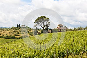 Vineyard and farmhouse with cypresses in Tuscany photo