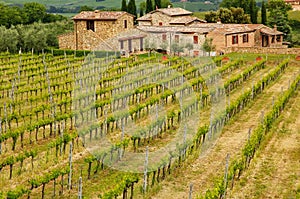 Vineyard with a farmhouse in Montalcino, Val d`Orcia, Tuscany, I