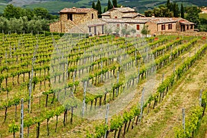 Vineyard with a farmhouse in Montalcino, Val d `Orcia, Tuscany, I